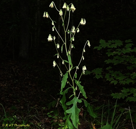 {Nabalus serpentarius}